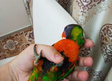 كاسكو أليف ويتكلم نفس بشر كاسكو أليف ويتكلم نفس بشر