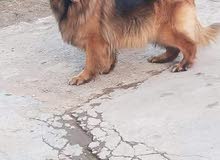 مطلوب فحل جيرمن عمر سنه مطلوب فحل جيرمن عمر سنه
