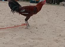 ديك باكستاني ديك باكستاني