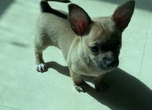 Male chihuahua puppy Male chihuahua puppy