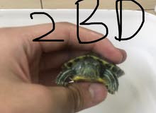 2 baby turtle and to big total = 19.5 bd