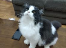 10 months -Persian male cat 10 months -Persian male cat