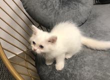 White Persian kitten White Persian kitten
