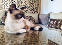 américain snowshoe cat américain snowshoe cat
