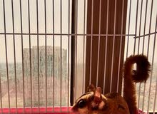 sugar glider sugar glider