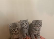 7weeks Scottish fold kittens سكوتش فولد 7weeks Scottish fold kittens سكوتش فولد