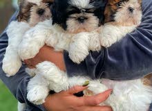 Shih tzu puppy Shih tzu puppy