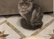 scottish fold pure منتج مع الجواز و التطعيم الحق scottish fold pure منتج مع الجواز و التطعيم الحق