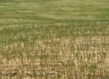 Farm Land for Sale in Hebron Yata
