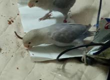 طيور للجاد طيور للجاد