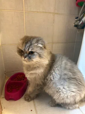 قطه انثى سكوتش فولد عمرها 5 سنوات وده female cat Scottish fold ears here adge 5 year