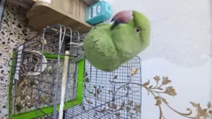 ببغاء دره للبيع اليف بس من يضوج يعض بي كلام هواي للبيع