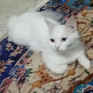 Rare White Turkish Angora Cat -  Eyes Blue + Amber