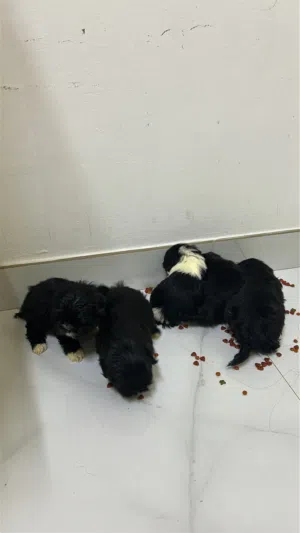 Shitzu 3 moths old 100 omr/Negotiable