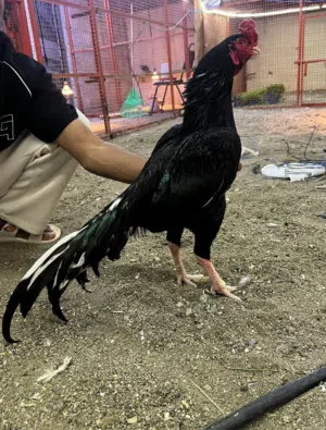 طير ميوالي