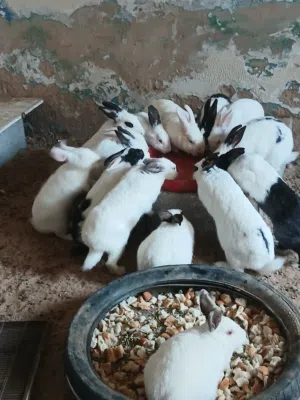 أرانب مالطي عربي وهجين