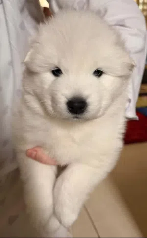 Pure Samoyed puppies 2 months old males and females
