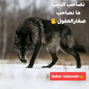 ๘₰Sαвєя Sαℓαмєн