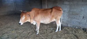 بقره للبيع