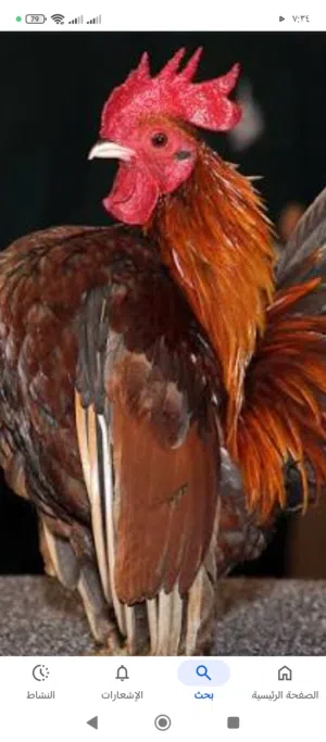 دجاج الزينة للبيع كل الانواع