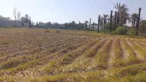 Farm Land for Rent in Al Batinah Saham