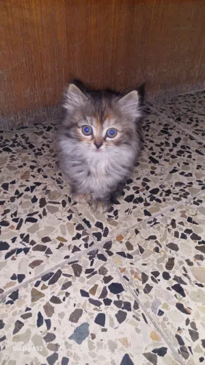 قطه شيرازي للبيع العمر شهرين