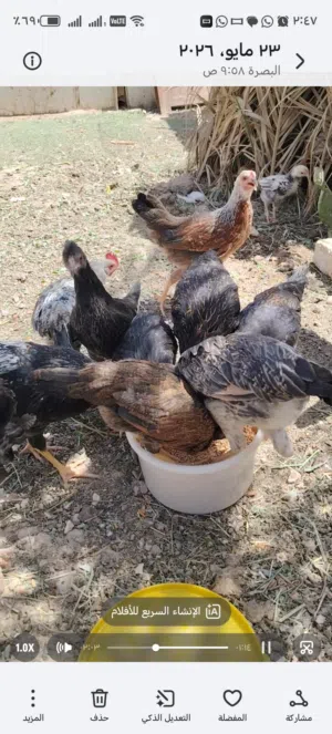 يوجد بيض من هذه الحلال  دندراوي قمحي وكحلي وترثه وماكنتوش  مشبوش النص طبقه ب 20. الف البصره شط العرب
