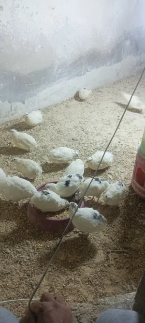 فري للبيع او البدل