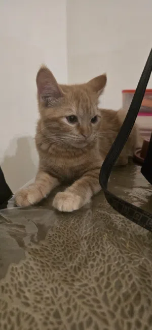 Kitten for adoption
