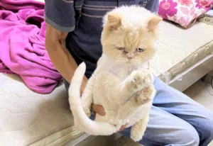 cat for adoption