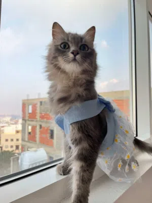 قطة للتبني شيرازي