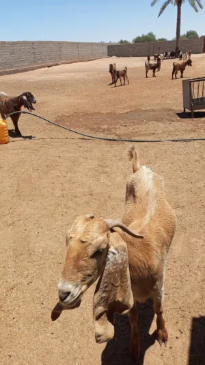 ماعز عشره ربي يبارك