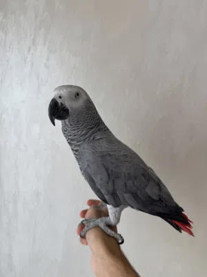 كاسكو الطير اليف