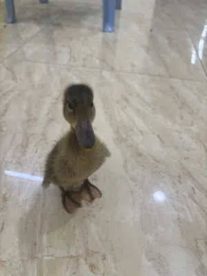 بطة صغيرة سوداء