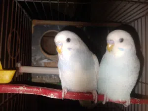 عصفير حب مع القفص