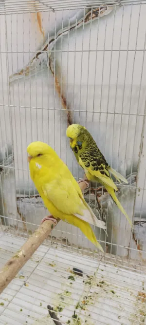 طير حب نكليزي مايات