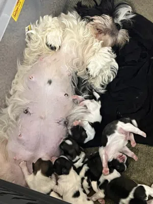 Shitzu 45days old