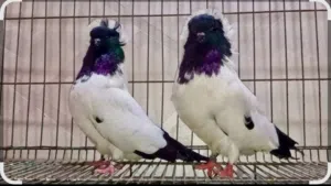 مطلوب حمام ارابش