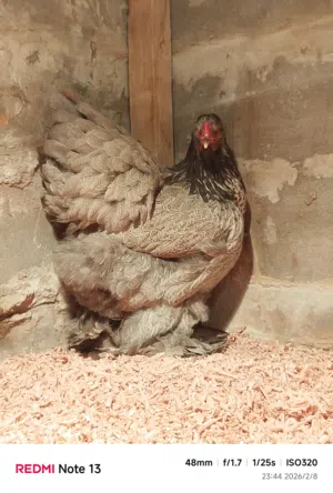 براهما حجلي فضي مواصفات
