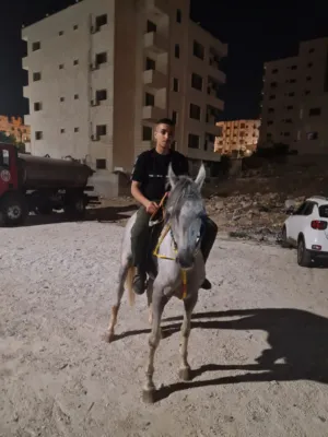 براء محمد سليمان جليل 