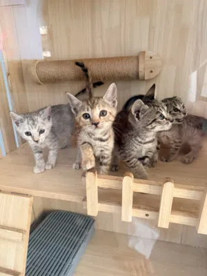 Bengal × Scottish Mix Kittens – 2 Months Old