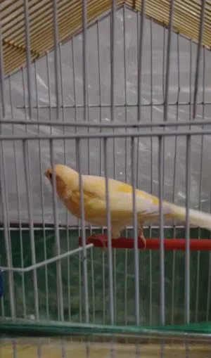 فحل كنار ايه من الجمال