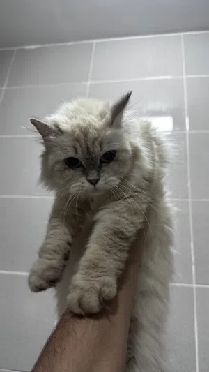 قطه هملايا للبيع