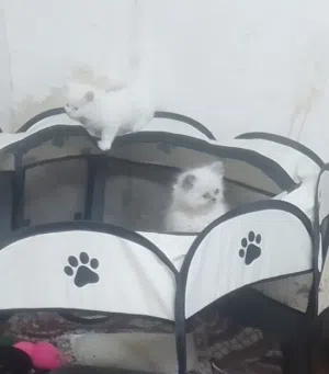 قطط هلايا عدد2