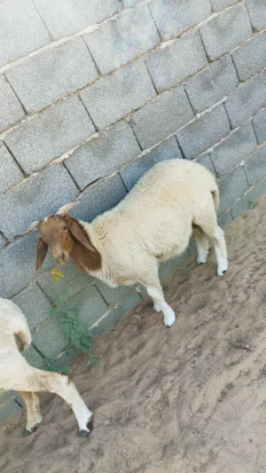 نعجه تحتها خروف