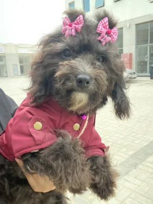 MALTIPOO AND POMERANIAN BOTH FEMALE