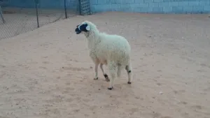 فطيمه وطنيه مشالله عمرها ف7شهور محصنه وسليمه العيوب