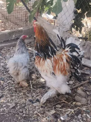 جاج كولومبي براهمي