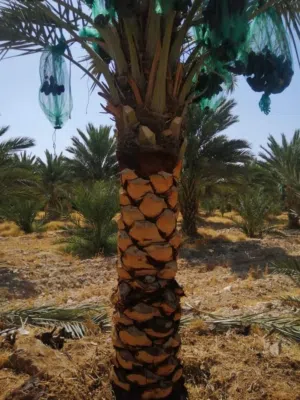 نخيل الوسام