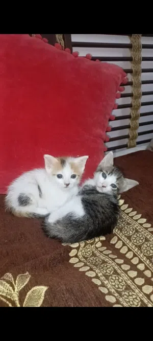 urgent free adoption for kittens
